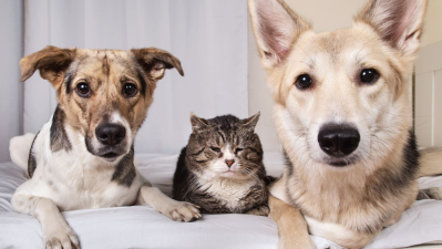 Joint Health: What Senior Pets Need